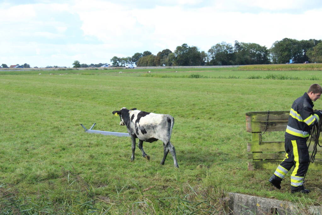 Hulpdiensten ingezet voor koe in de sloot