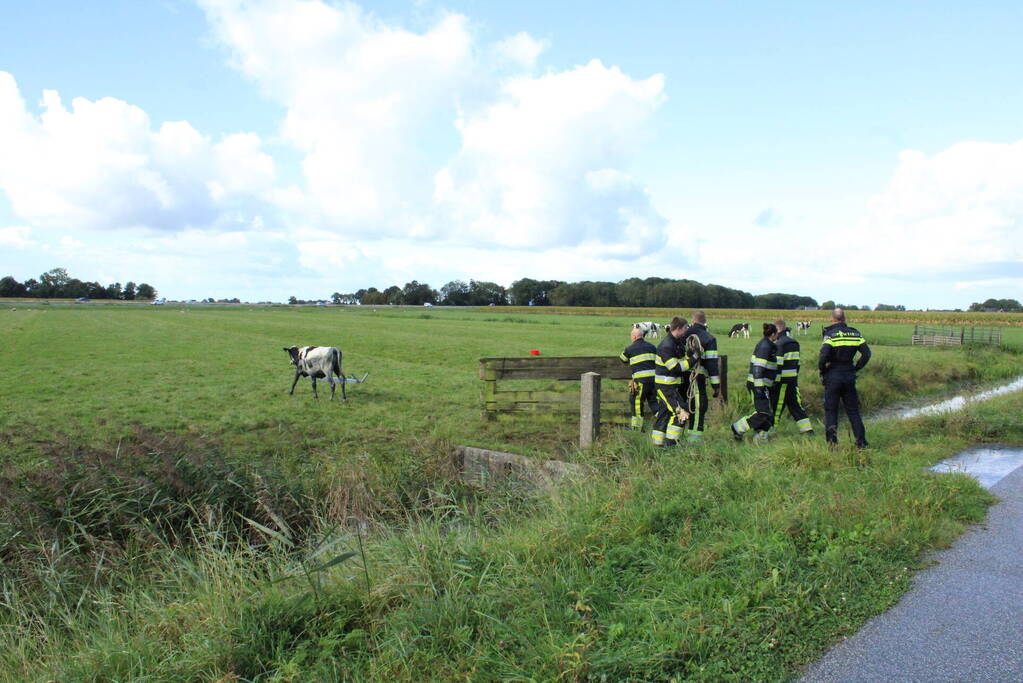 Hulpdiensten ingezet voor koe in de sloot
