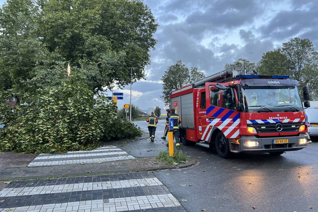 Boom verspert trottoir en straat
