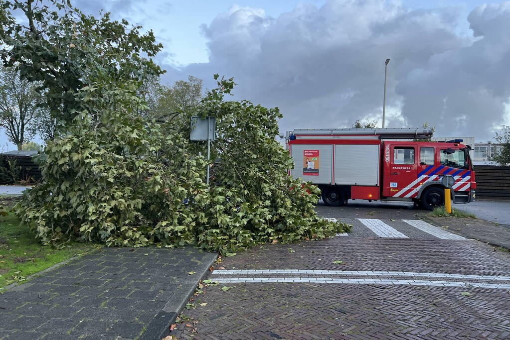 Boom verspert trottoir en straat