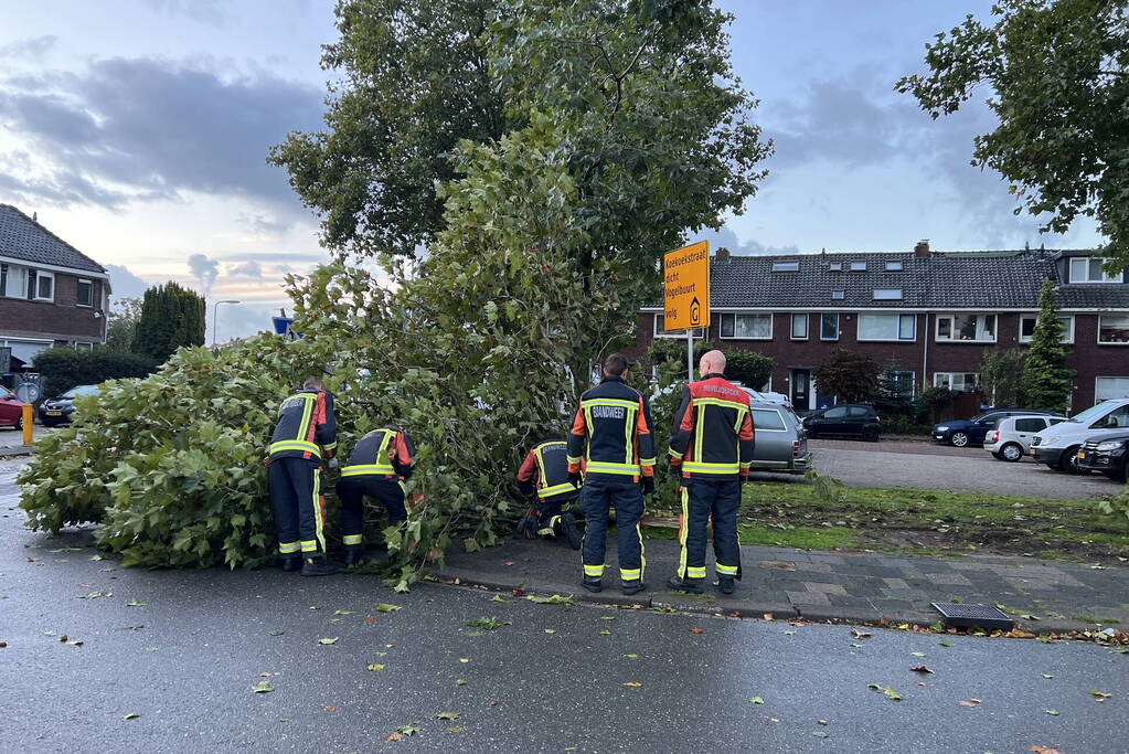Boom verspert trottoir en straat