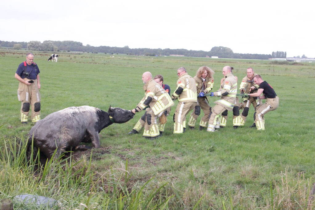 Brandweer redt koe uit sloot