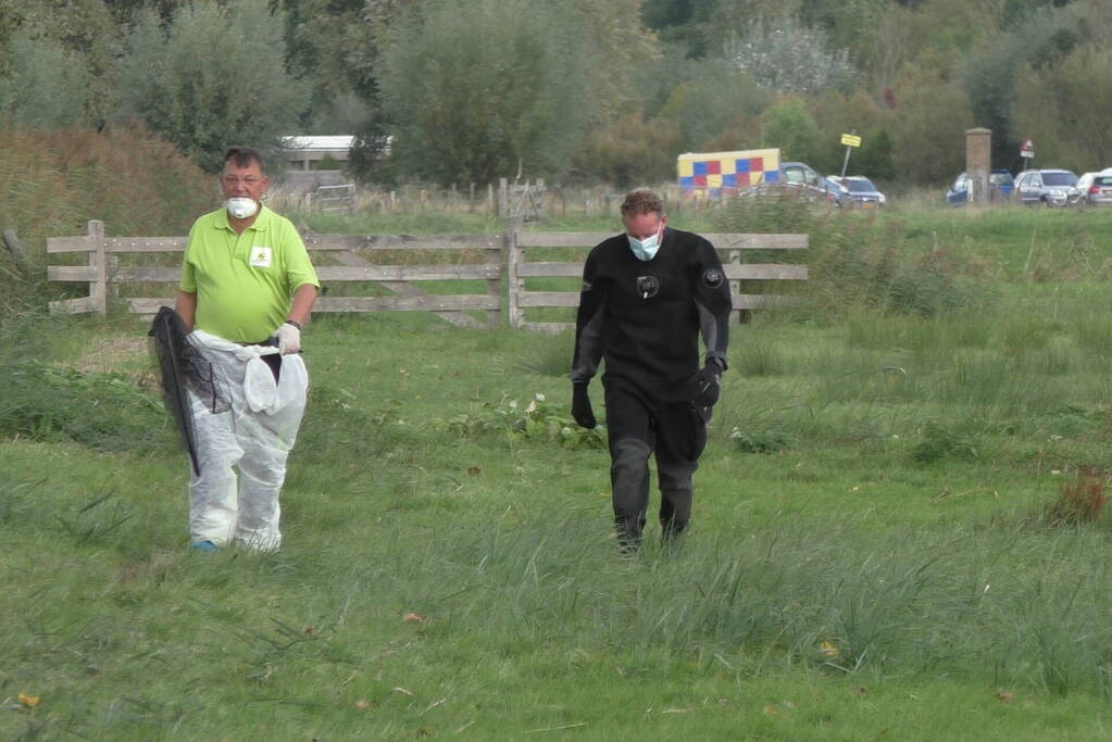Ganzen met vogelgriep uit water gehaald