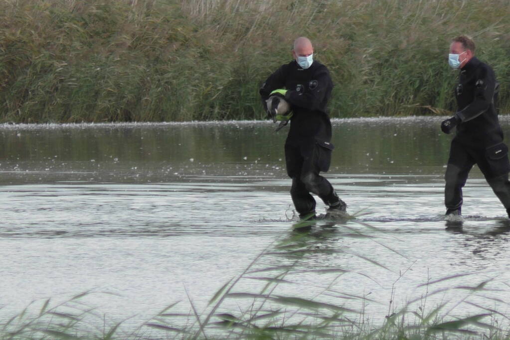 Ganzen met vogelgriep uit water gehaald