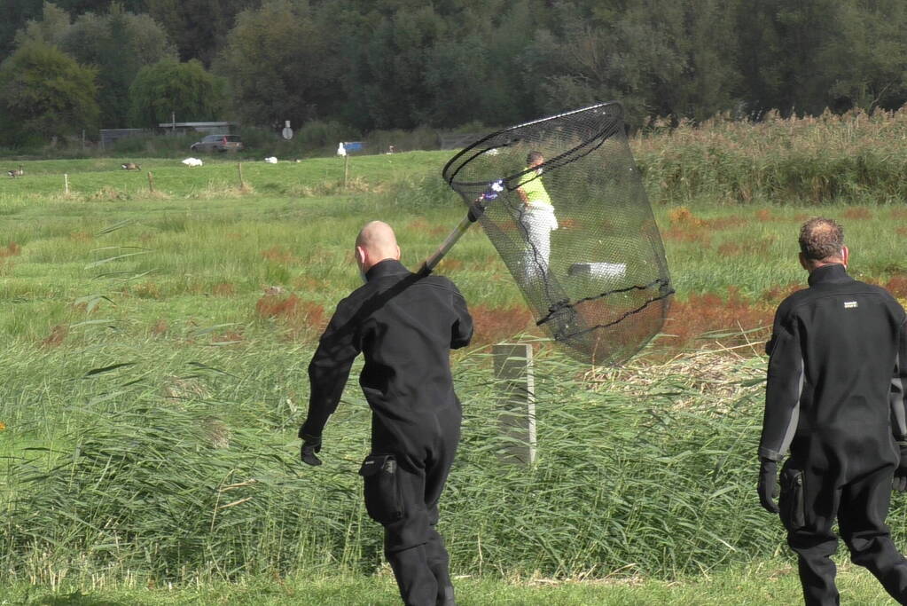 Ganzen met vogelgriep uit water gehaald