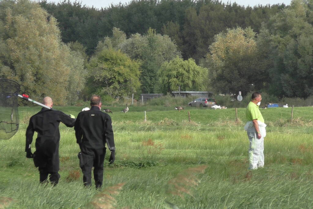 Ganzen met vogelgriep uit water gehaald