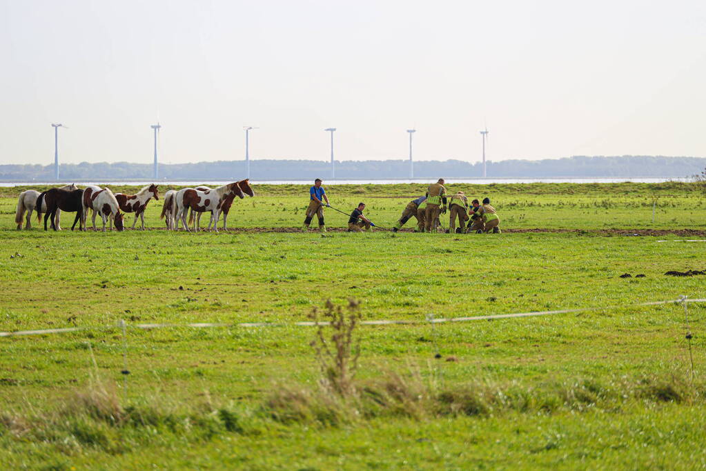 Paard uit sloot gered