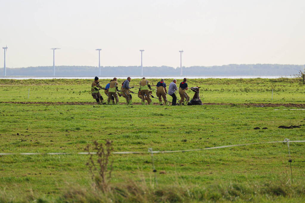 Paard uit sloot gered