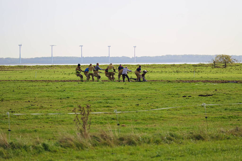 Paard uit sloot gered