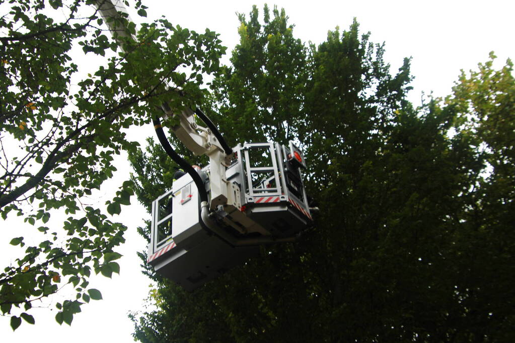 Kat Nala door brandweer uit boom gered