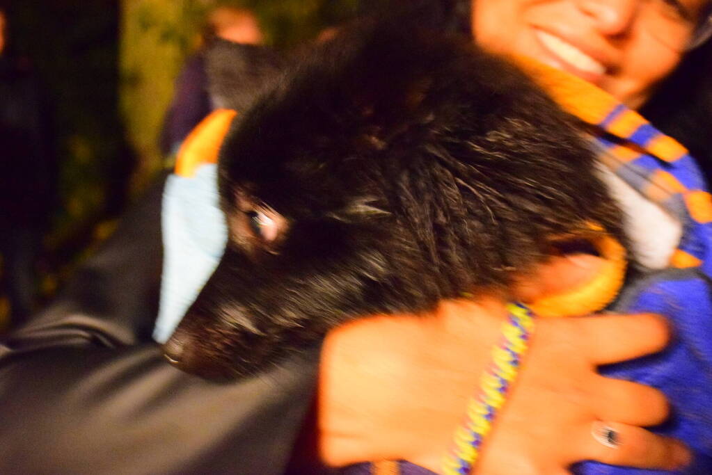 Vermiste hond van eiland gehaald door brandweer