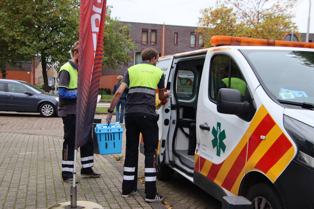Kat bekneld tussen klapraam van woning