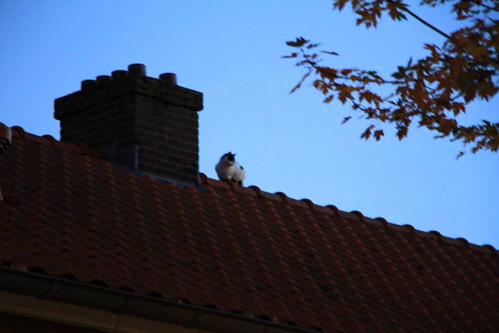 Brandweer ingezet voor kat op dak van woning
