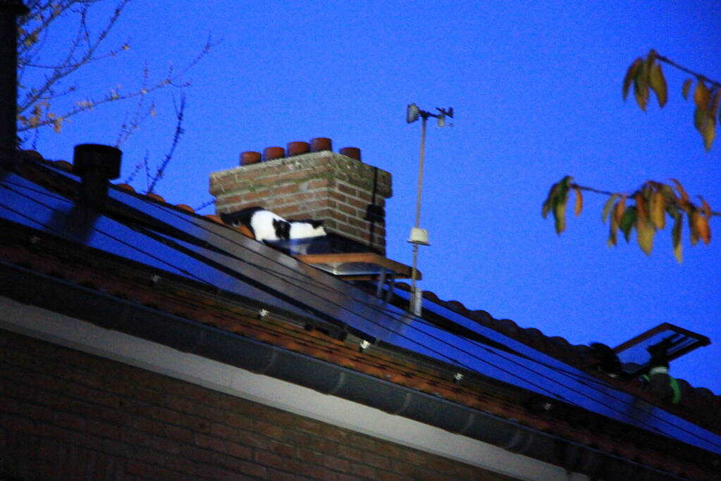 Brandweer ingezet voor kat op dak van woning