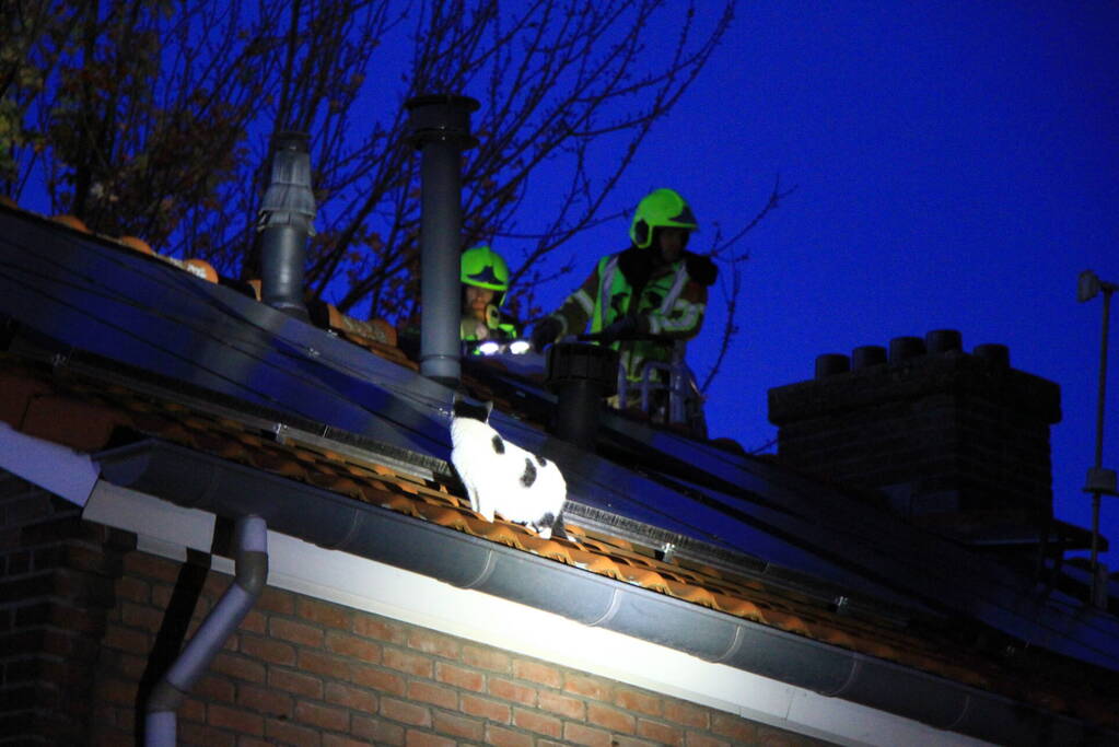 Brandweer ingezet voor kat op dak van woning