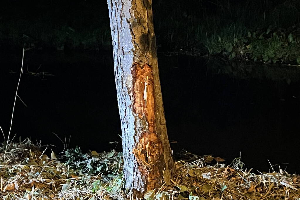 Automobilist vliegt uit de bocht en knalt tegen boom