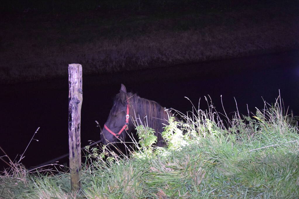 Brandweer redt paard uit een sloot