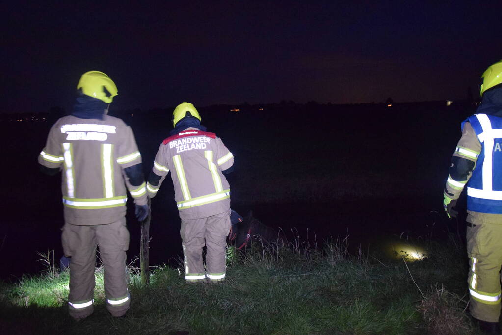 Brandweer redt paard uit een sloot
