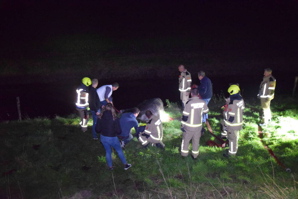 Brandweer redt paard uit een sloot