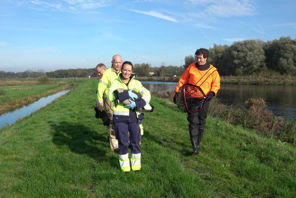 Reddingsactie voor gans in de problemen