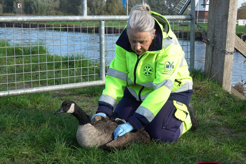 Reddingsactie voor gans in de problemen