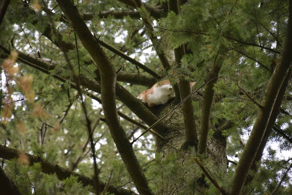 Eigenwijze kat Sam klimt opnieuw de boom in