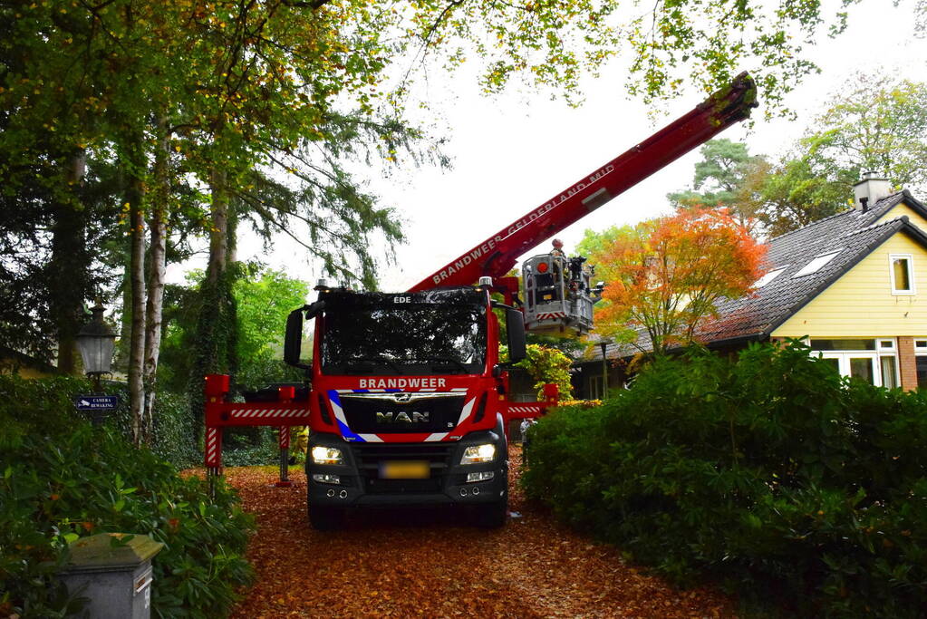 Eigenwijze kat Sam klimt opnieuw de boom in