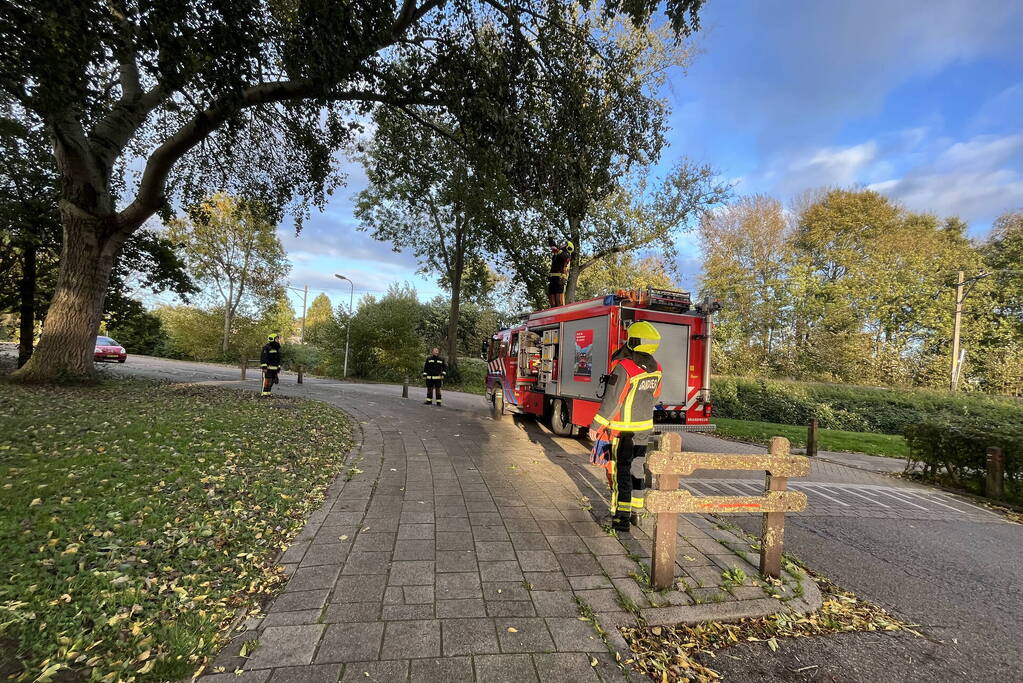 Gevaarlijk hangende tak verwijderd door brandweer