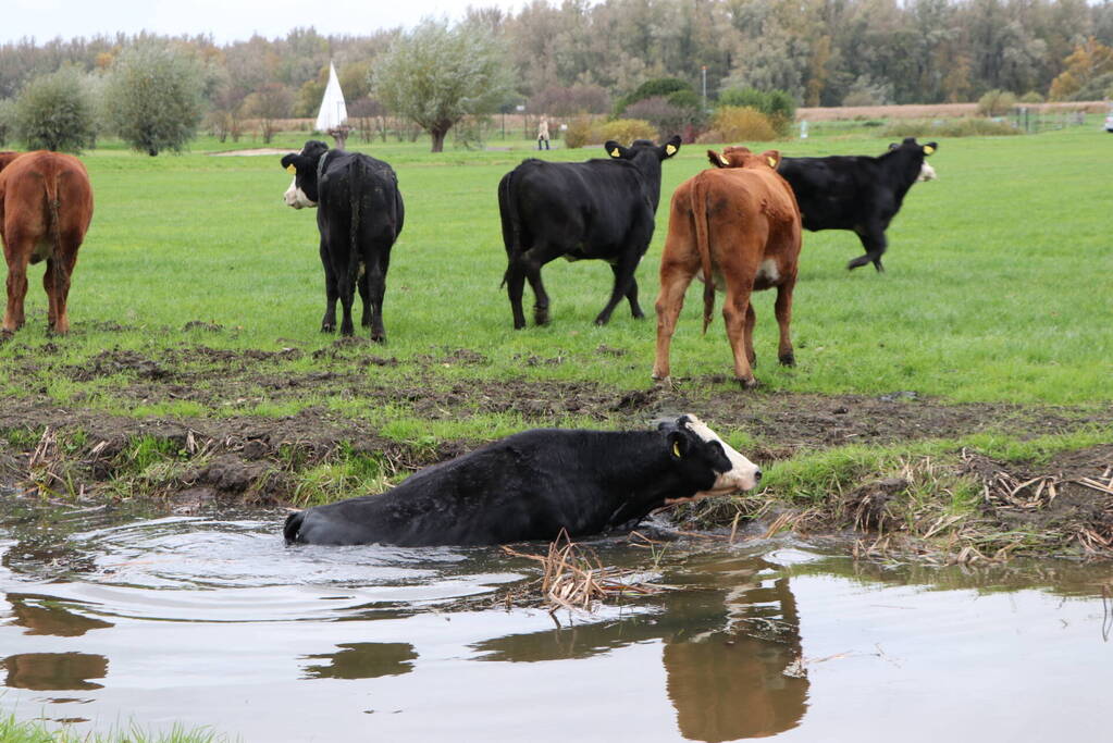 Brandweer haalt koe uit de sloot