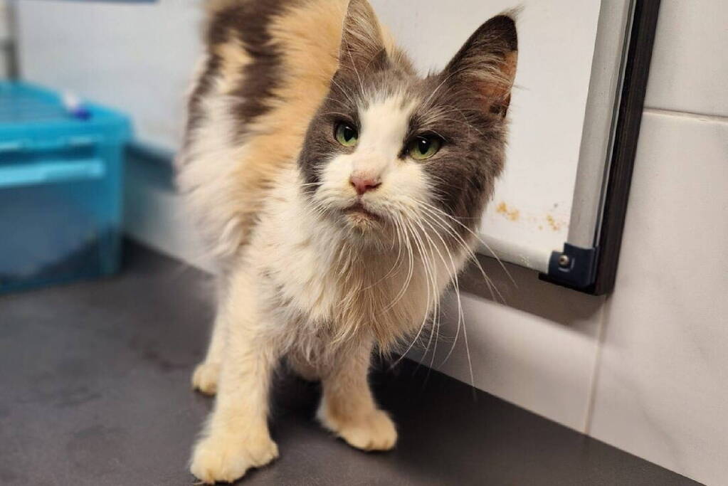Negen katten gedumpt in natuurgebied