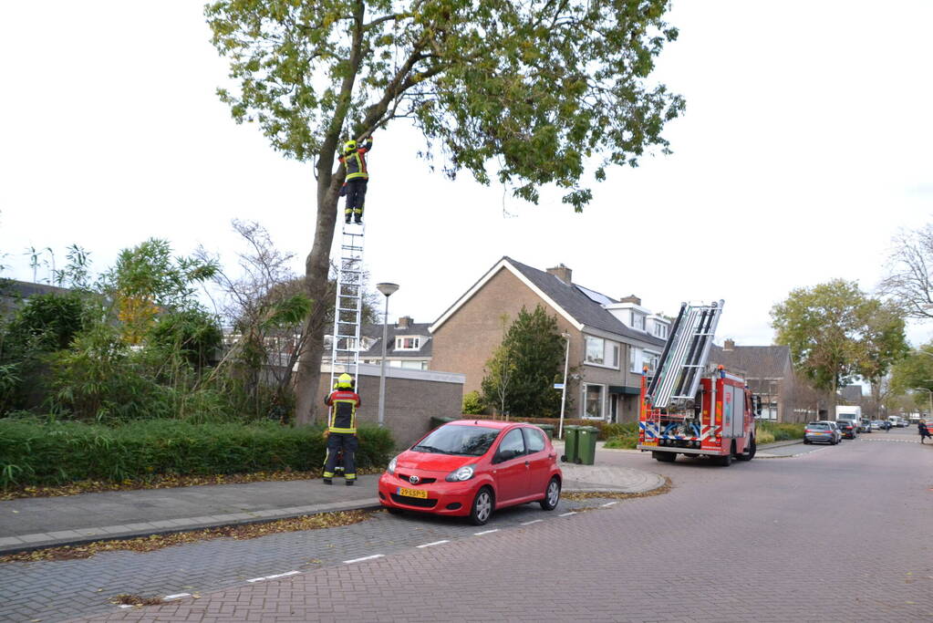 Gevaarlijk hangende tak verwijderd