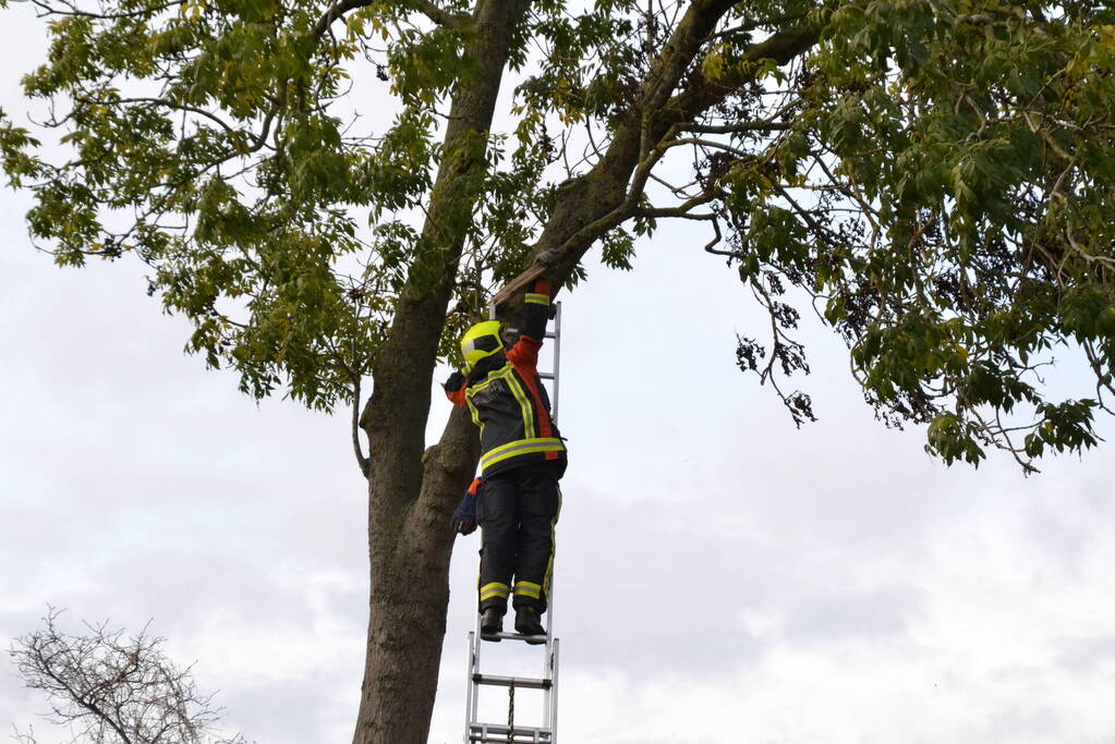 Gevaarlijk hangende tak verwijderd