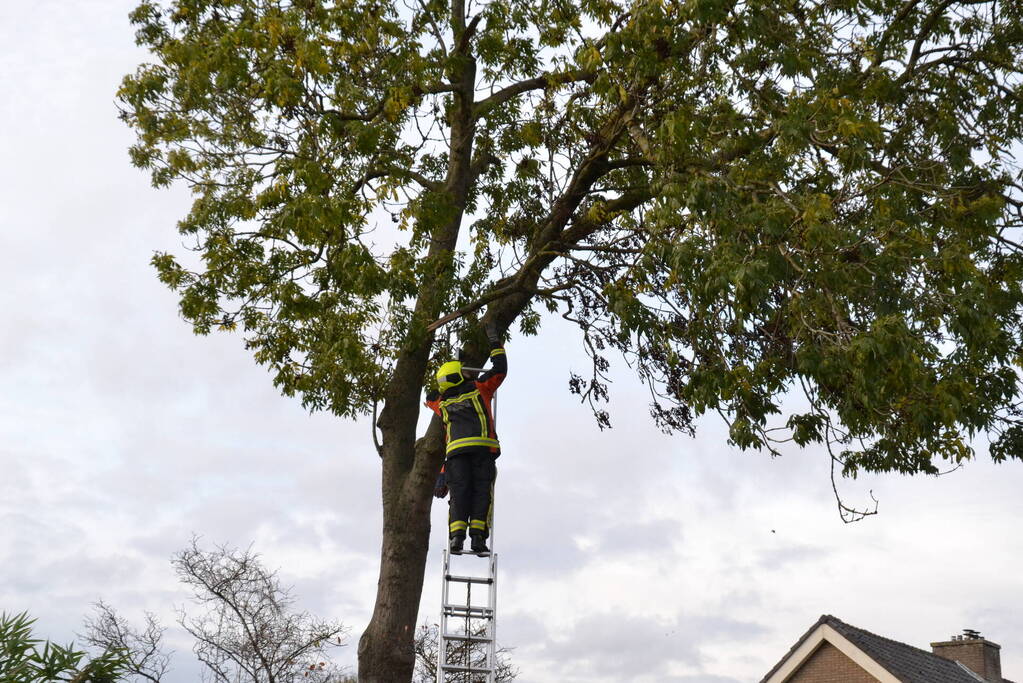 Gevaarlijk hangende tak verwijderd