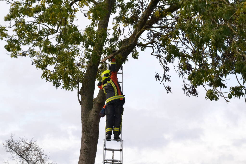 Gevaarlijk hangende tak verwijderd