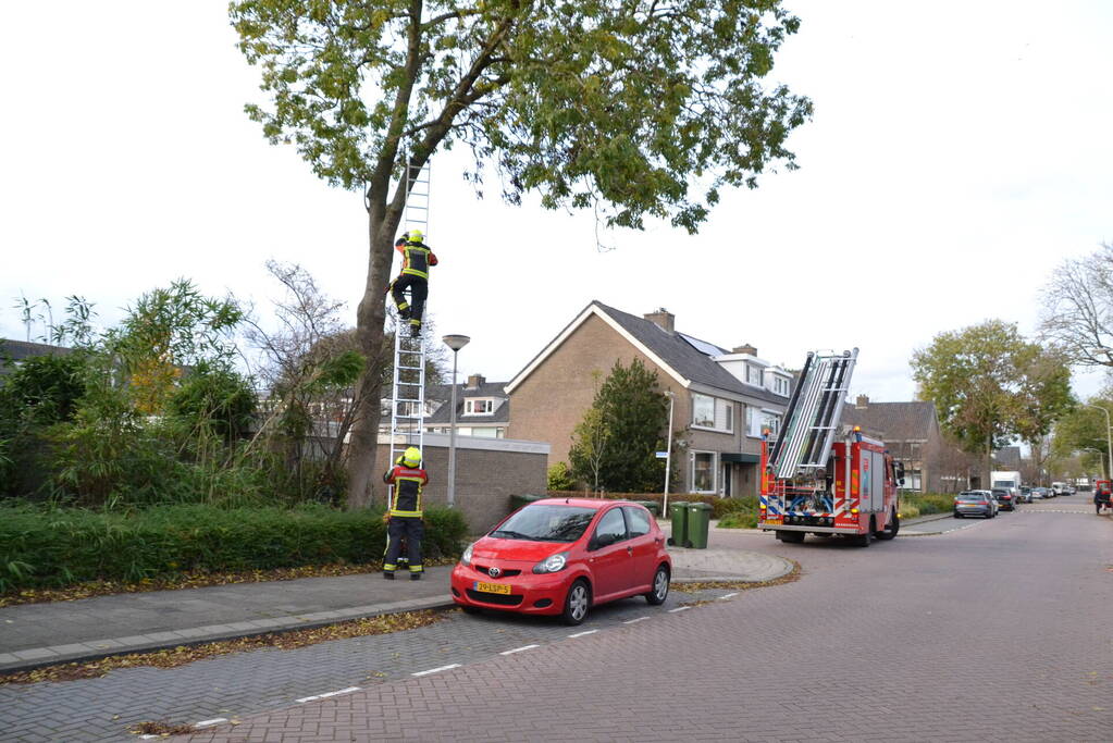 Gevaarlijk hangende tak verwijderd