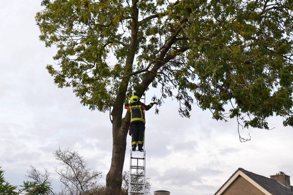 Gevaarlijk hangende tak verwijderd