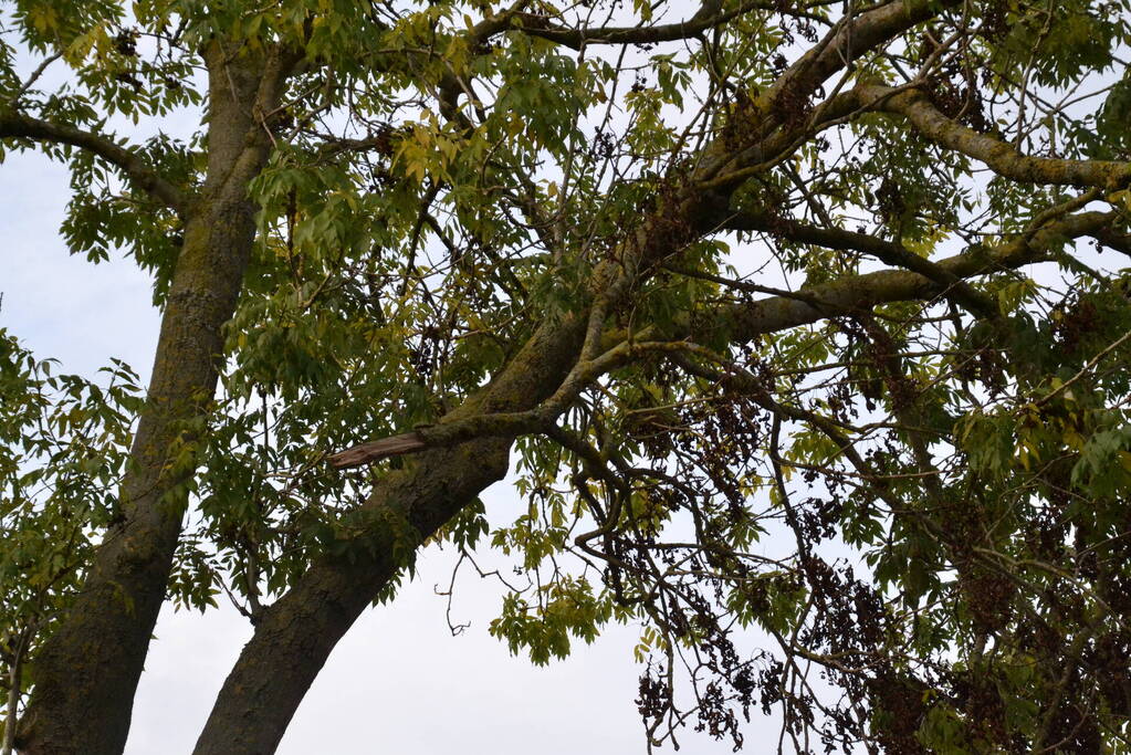 Gevaarlijk hangende tak verwijderd