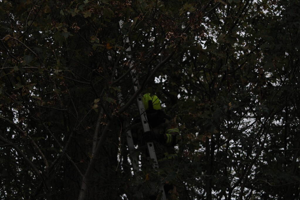 Kat na twee dagen uit boom gehaald
