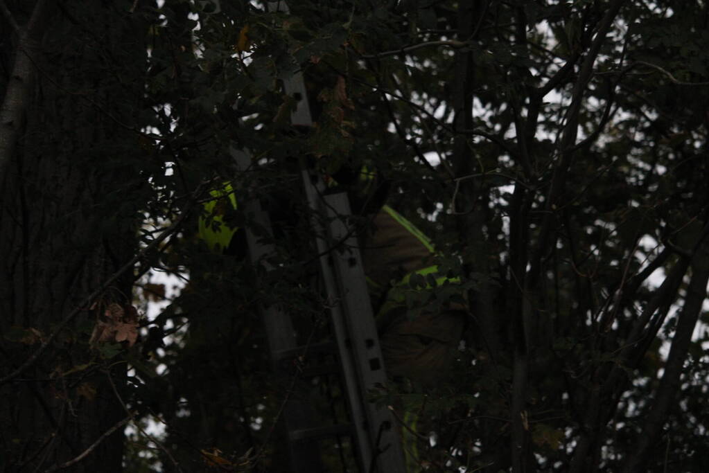 Kat na twee dagen uit boom gehaald