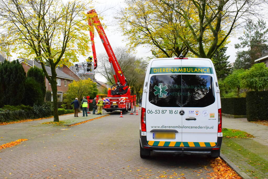 Vastzittende kauw uit schoorsteen gehaald