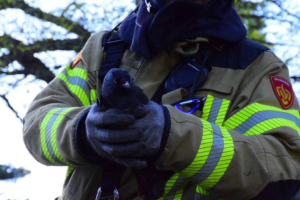 Vastzittende kauw uit schoorsteen gehaald