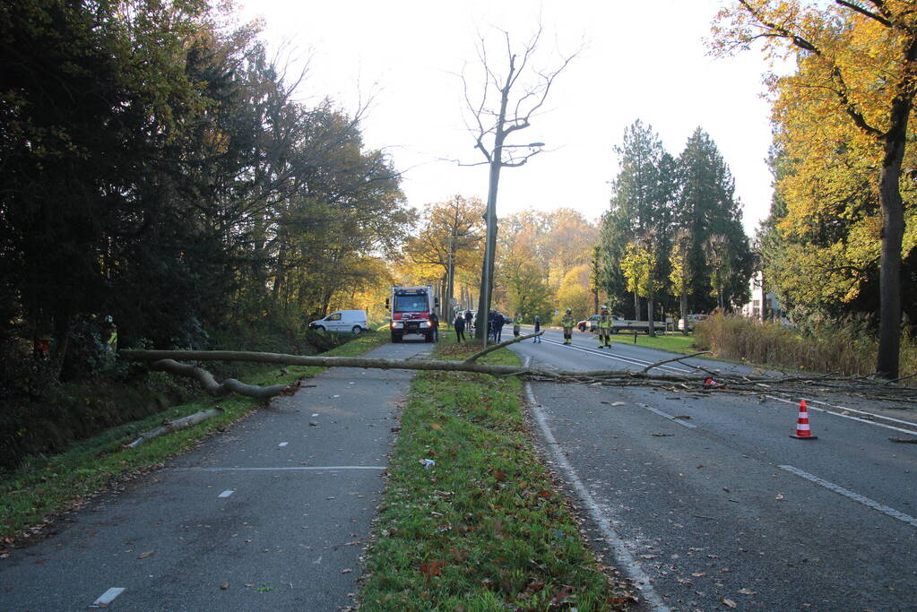 Voertuig beschadigd door omgevallen boom