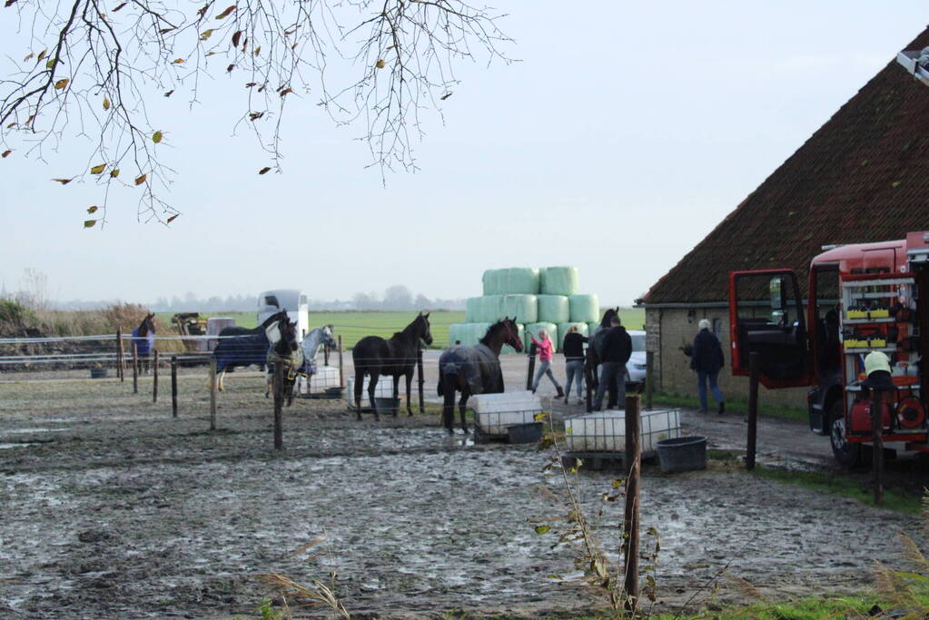 Paard uit sloot gered door brandweer