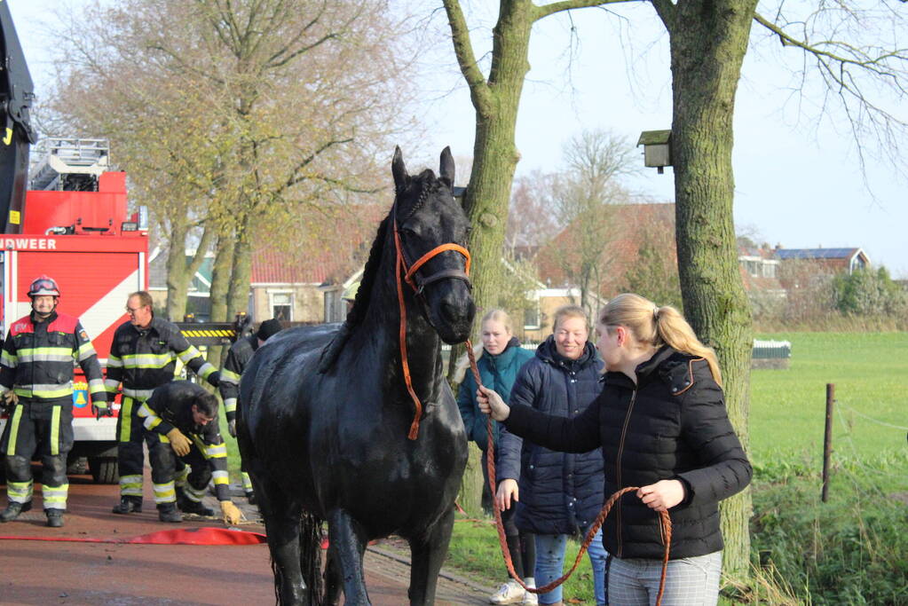 Paard uit sloot gered door brandweer