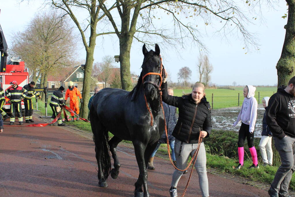 Paard uit sloot gered door brandweer
