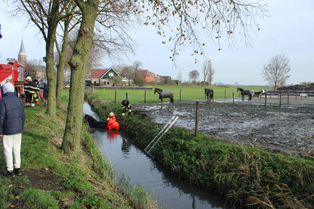 Paard uit sloot gered door brandweer