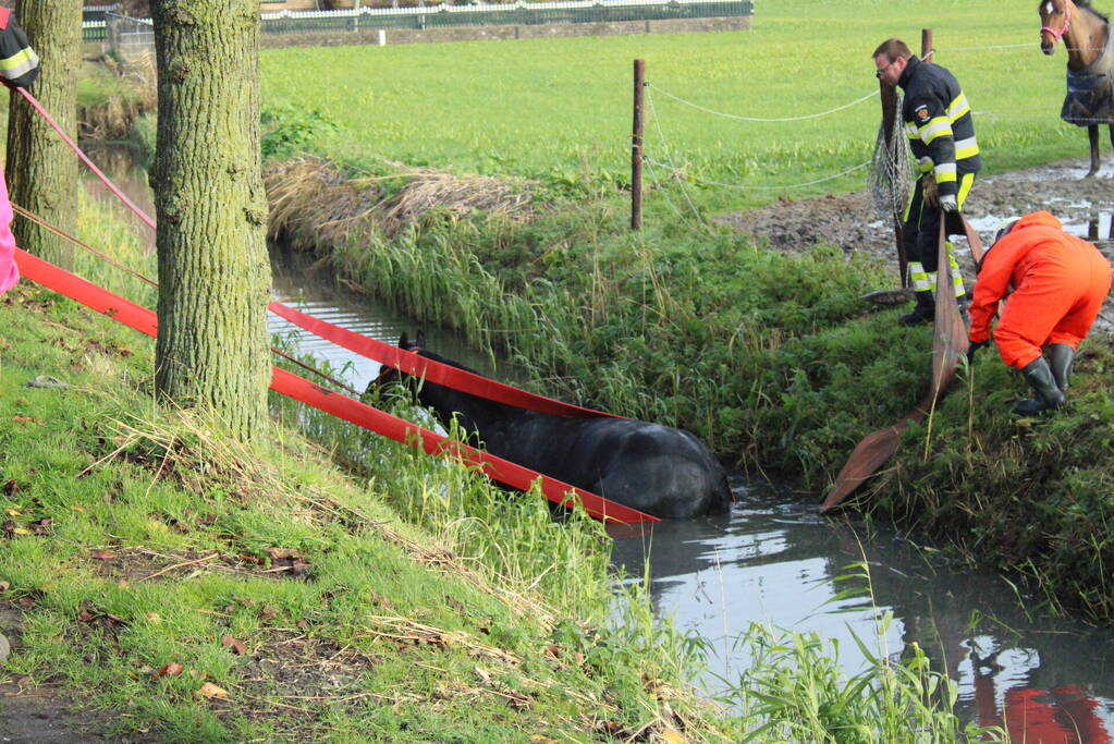 Paard uit sloot gered door brandweer
