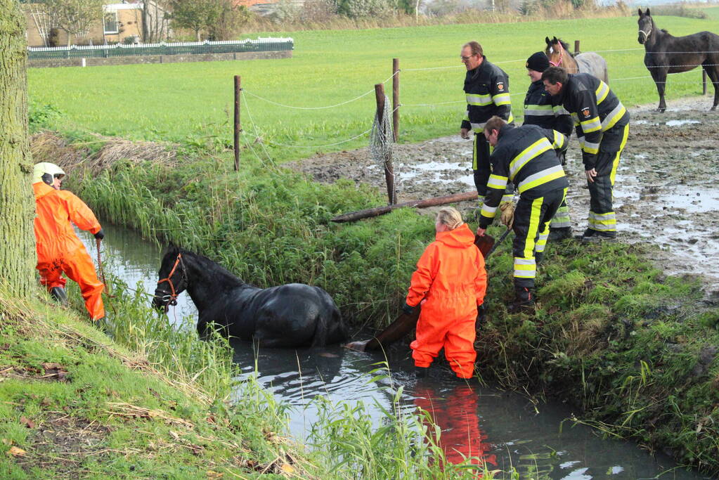 Paard uit sloot gered door brandweer