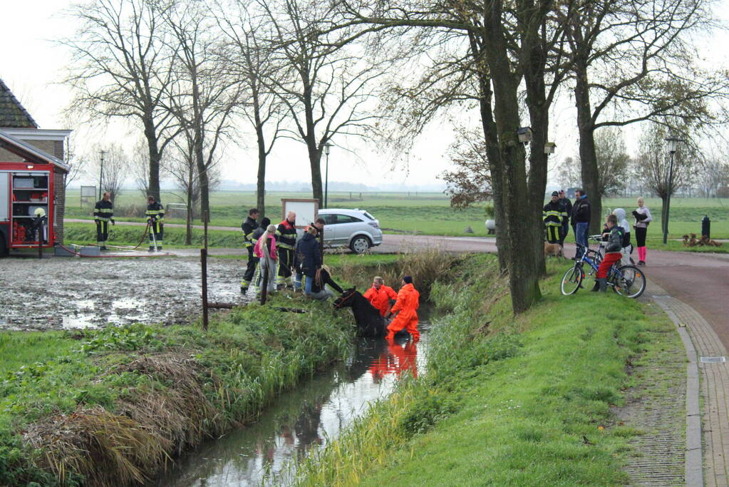 Paard uit sloot gered door brandweer