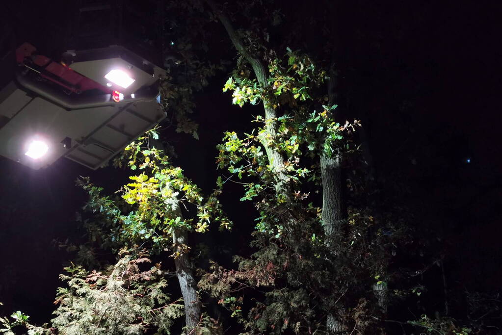 Brandweer haalt kat uit hoge boom